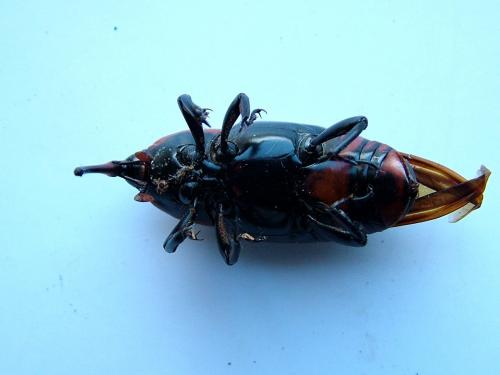 Rhynchophorus ferrugineus